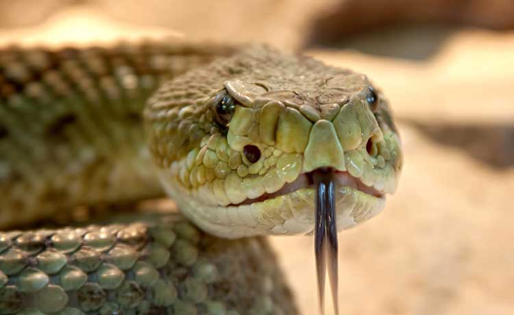 En Irlanda no hay serpientes