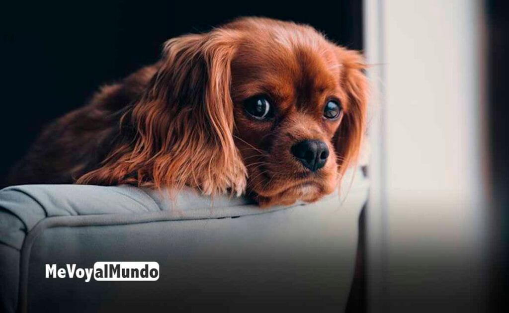 Trabajar cuidando animales