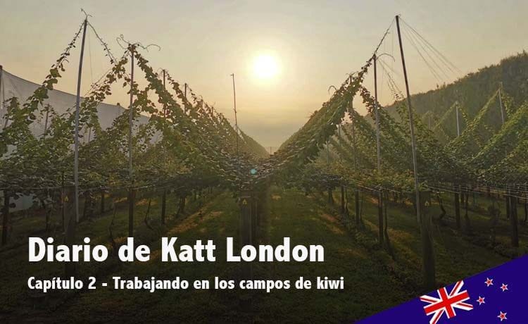 Trabajar en los campos de kiwi en Nueva Zelanda