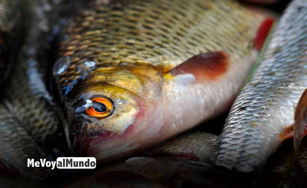 Trabajar en fábricas de pescado en Noruega