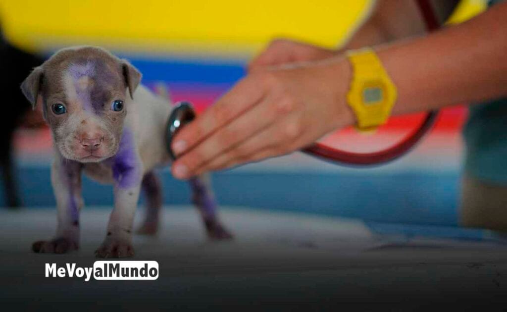 Trabajar de veterinario en Suecia