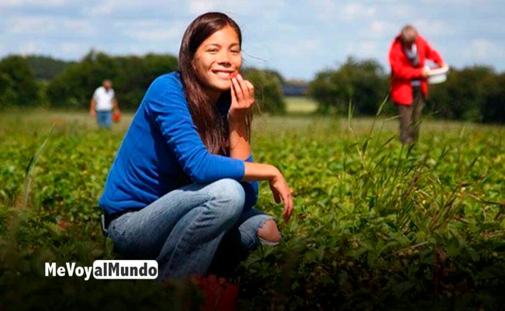 Trabajo en la fresa en Dinamarca
