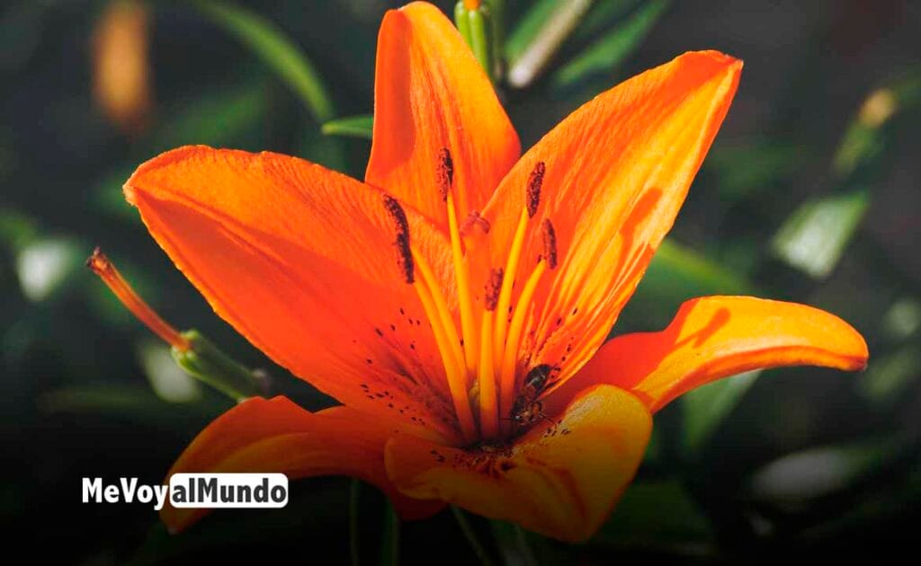 Trabajo de temporada en Holanda