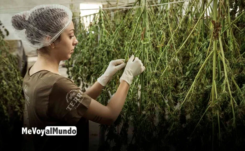 Trabajar en la marihuana en California
