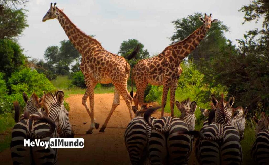 Voluntariado en Tanzania