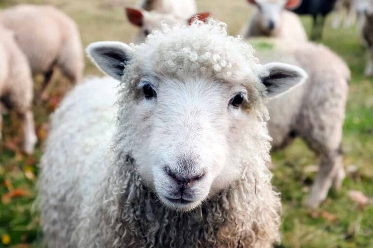 Trabajo en fábricas de carne en Irlanda